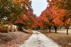 Colorful autumn trees along dirt path BbxYv0