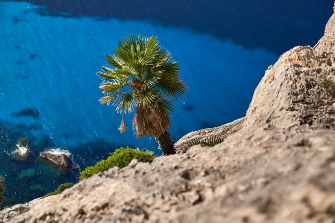 Palm tree hanging from cliff over sea