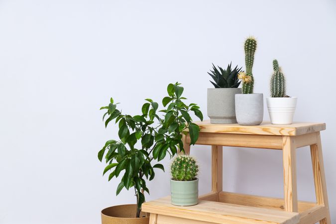 Cozy hobby - growing indoor plants at home