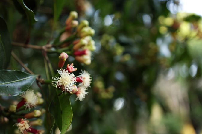 Bali Clove Blooming Flowers