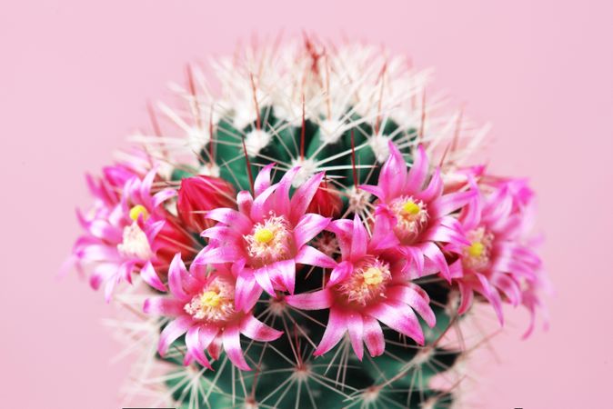 Cactus with bright pink flower on pink background