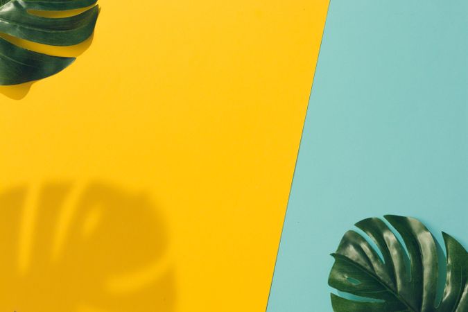 Tropical leaves with shadow on blue and yellow background