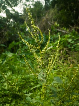 Beautiful look of Amaranthus Hybridus