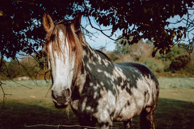 Horses pasturing on meadow