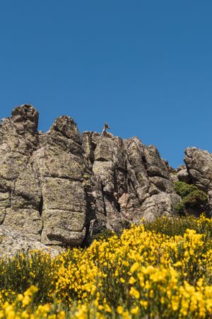 Young goats on high stone on background of blue sky