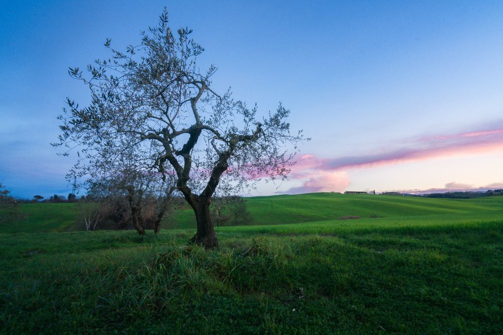 Green fields with trees in sunset