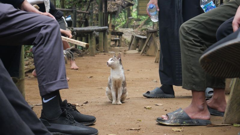 A charming photo captures a cat sitting serenely in the center, surrounded by people casually seated on chairs.