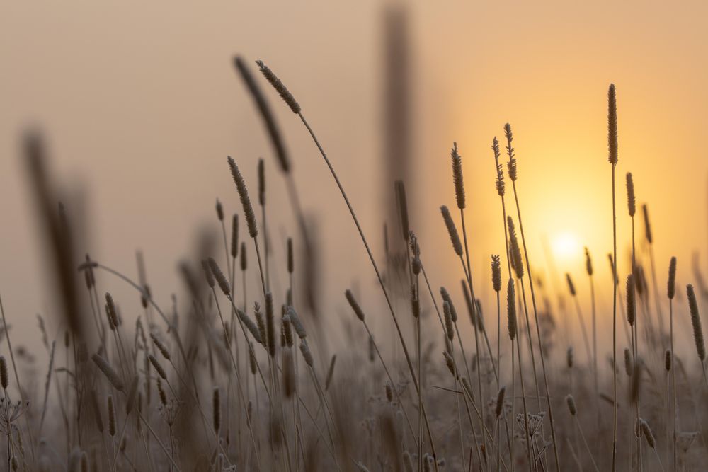 Backlit grasses with sunset behind in Yellowstone National Park