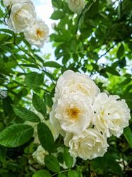 Hedge of beautiful light flowers