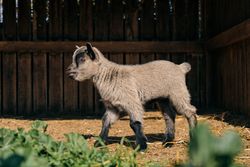 Baby goat on dry terrain in countryside