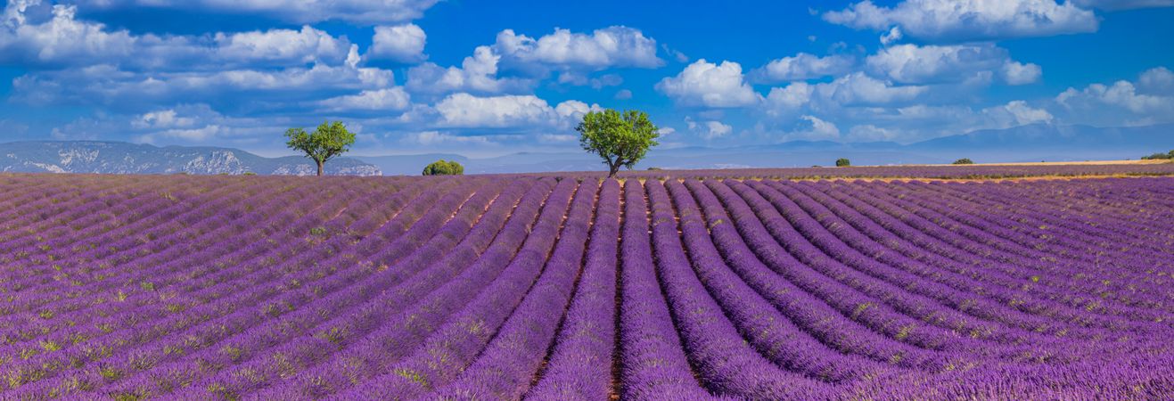 Stunning nature landscape with lavender field under blue cloudy sky