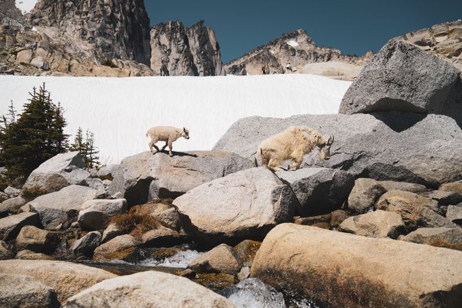mountain goats walking