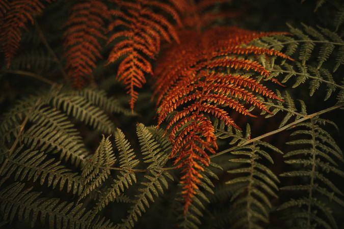 Green and brown fern fronds in autumn garden