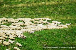Herd of sheep on green grass field 5wGjZ5