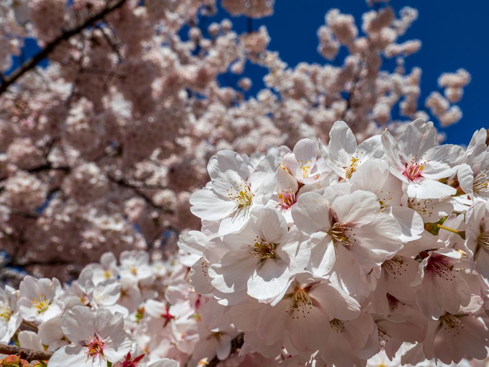 Beautiful cherry blossoms blooming with pink flowers