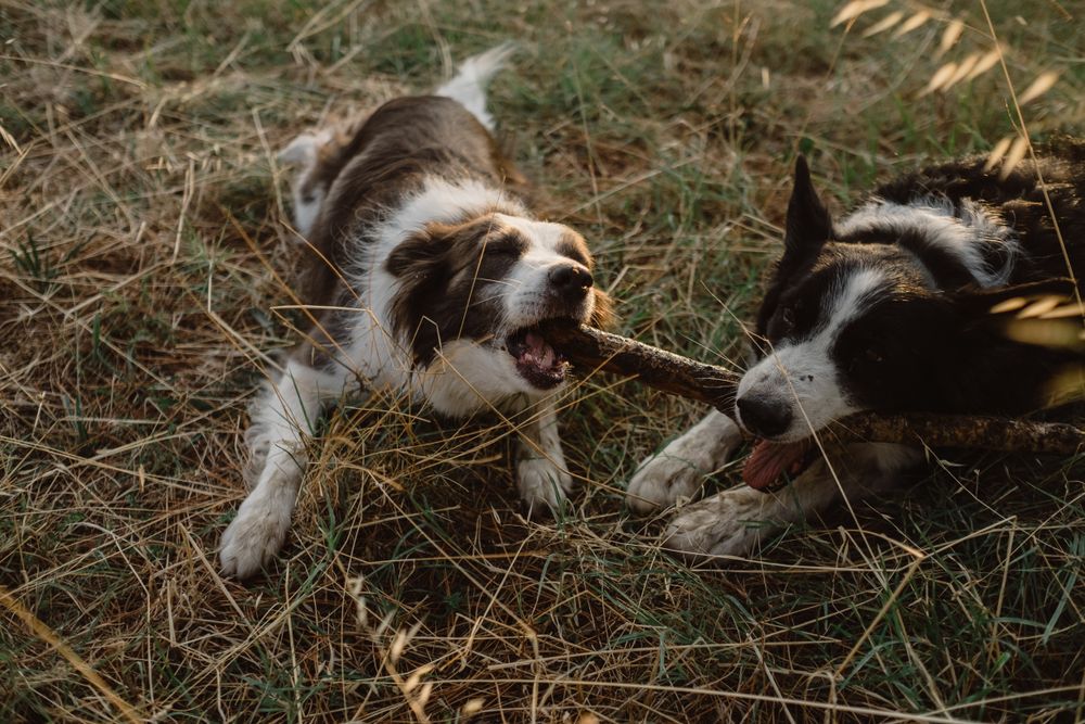 Border Collie dogs having fun together during stick game on dry grass in countryside