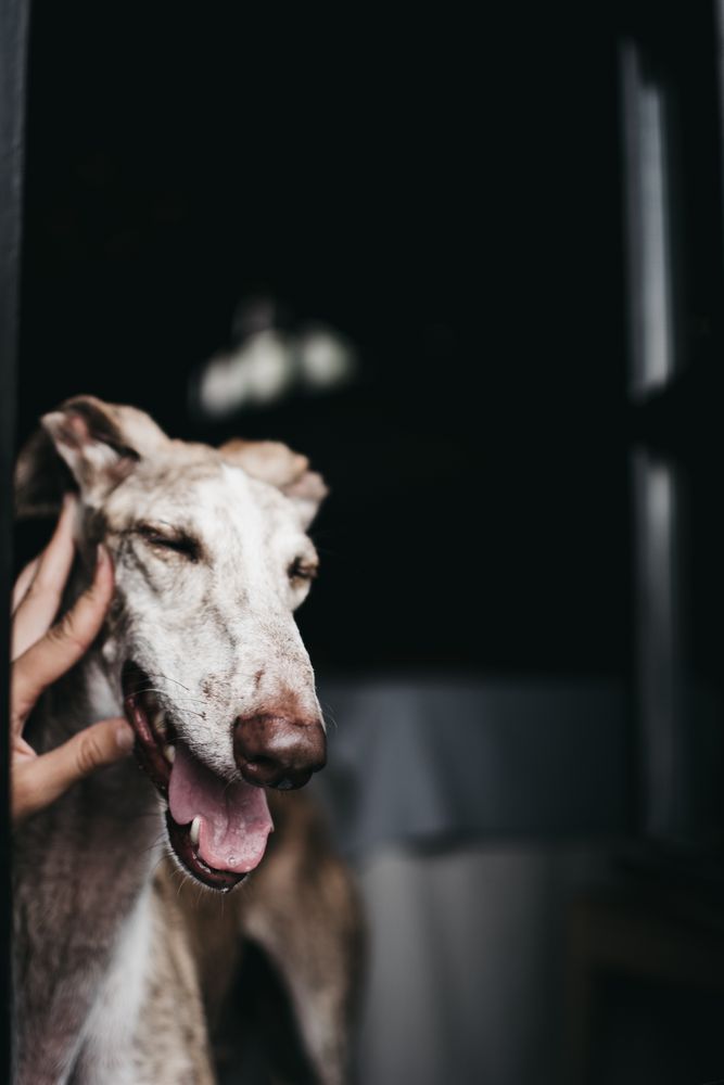 Cute dog looking through window