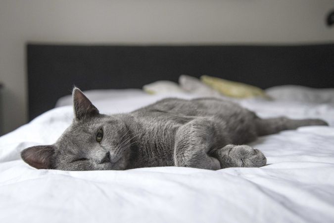 Grey can lying on light bedsheets