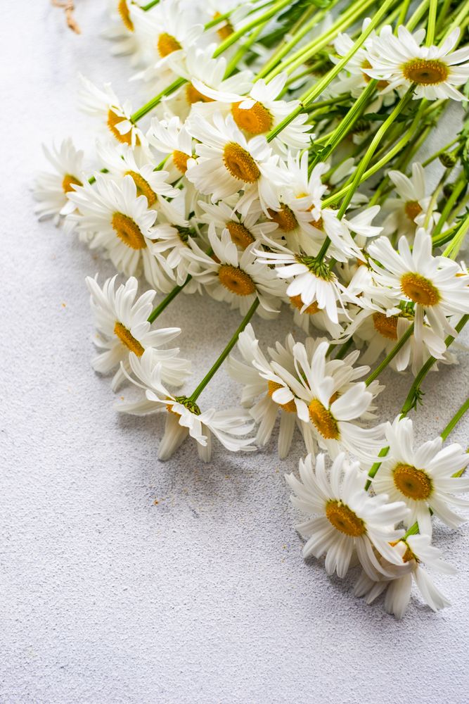 Top of daisy flowers on grey counter