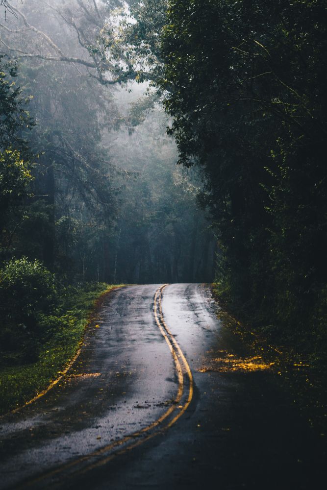Grey wet concrete road between green trees