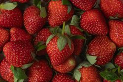 A fresh, ripe strawberry captured in detail