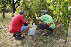Mature Couple Sorting Grapes for Organic Wine Production on a Farm