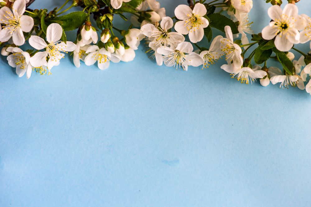 Spring floral frame with cherry blossoms on pastel blue background