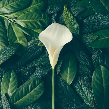 Creative layout made of green leaves and light flower