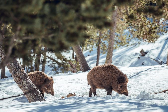 Boars pasturing between trees and snow