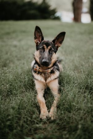 brown german shepherd sitting on grass at park