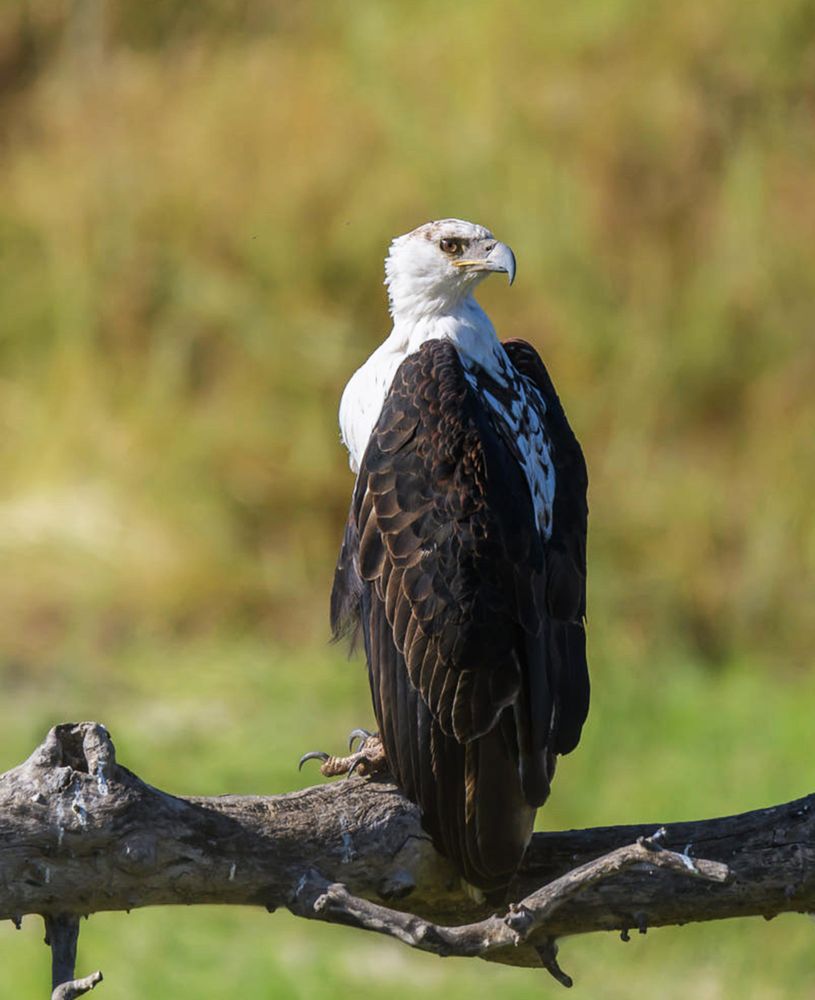 Bald eagle perching on tree branch