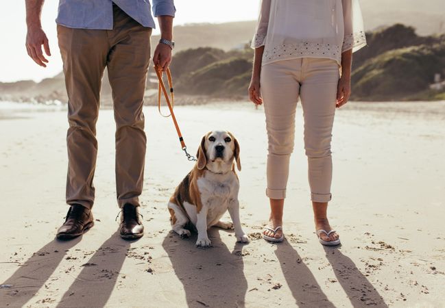 Pet dog sitting on the beach with owner couple