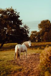 Horse grazing in meadow near tree