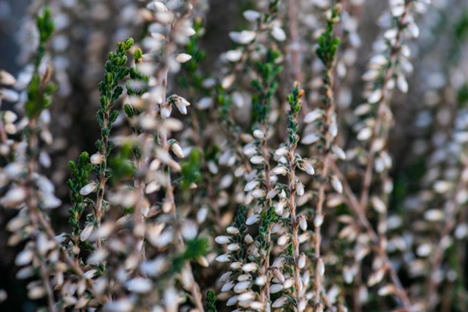 Calluna flowers outside