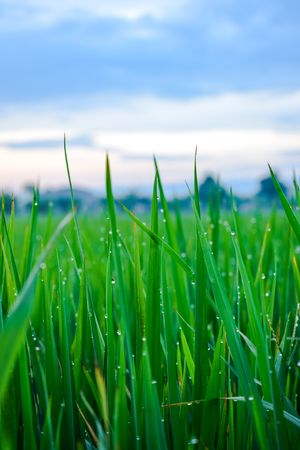 Close up of long green grass under cloudy sky