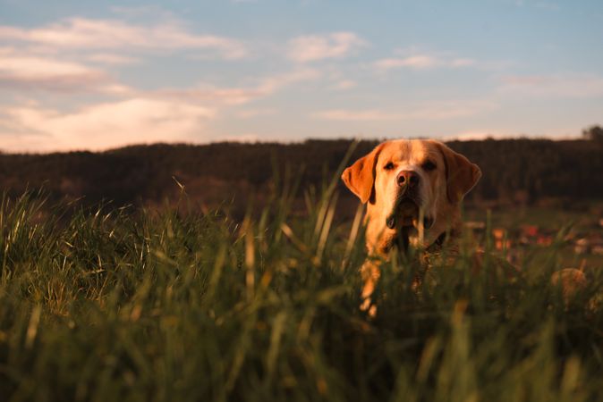 Dog between field and blue sky