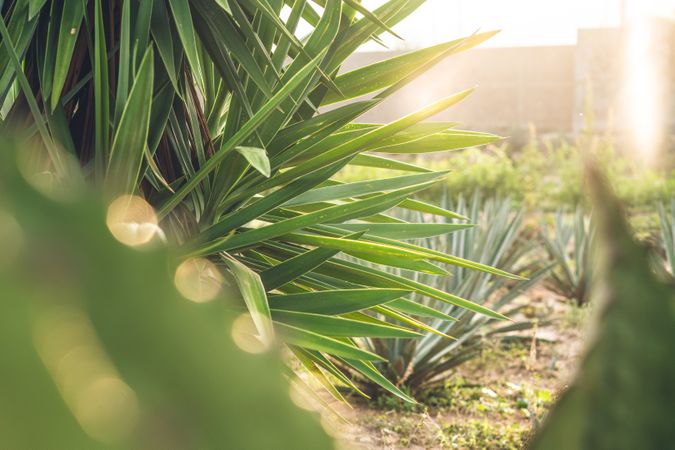 Field of blooming agave