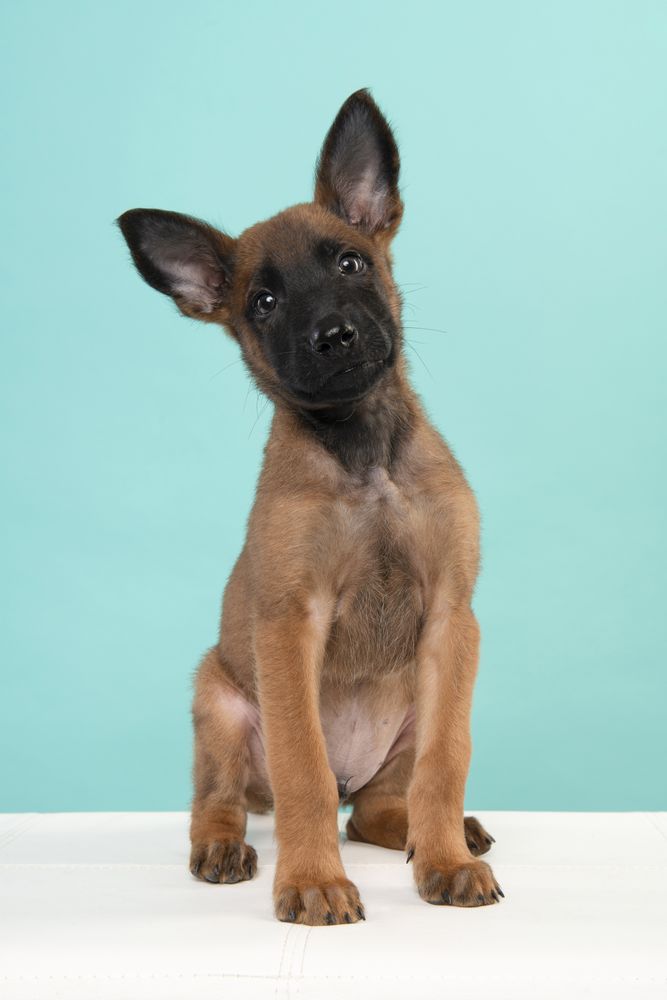 Belgian shepherd or Malinois dog puppy looking at the camera sitting on a turquoise blue background seen from the front