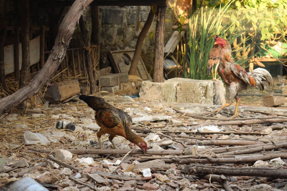 Chickens & rooster grazing on rocky ground