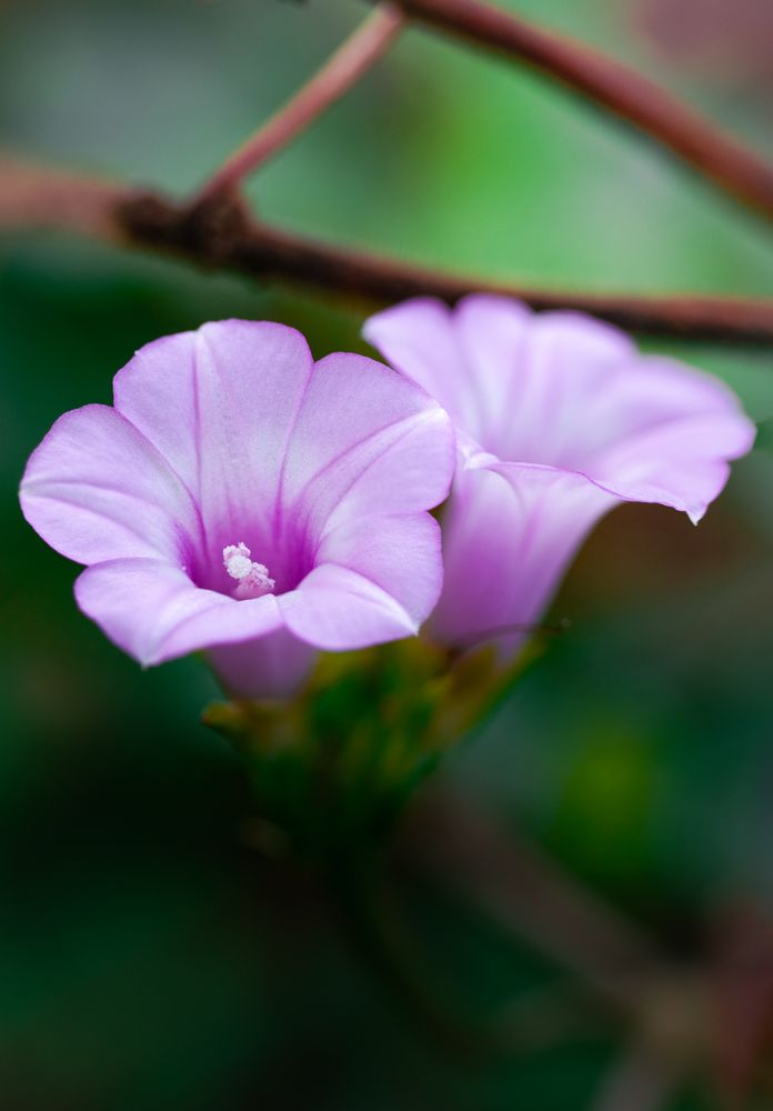 the delicate beauty of a grass flower, showcasing its slender, feathery petals and intricate structure