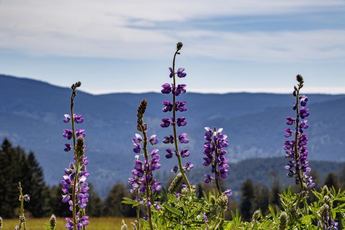Side view of purple flowers growing  in the hills