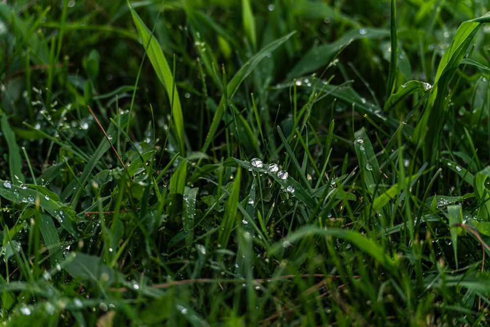 Dew on the grass after the rain