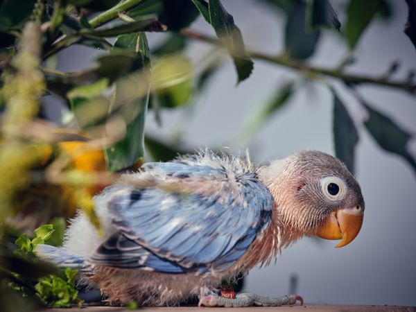 Adorable lovebird with blue and gray plumage sitting on branch
