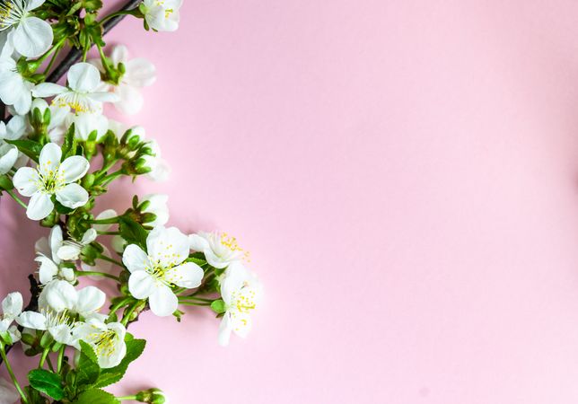 Spring floral frame with cherry blossoms on baby pink background