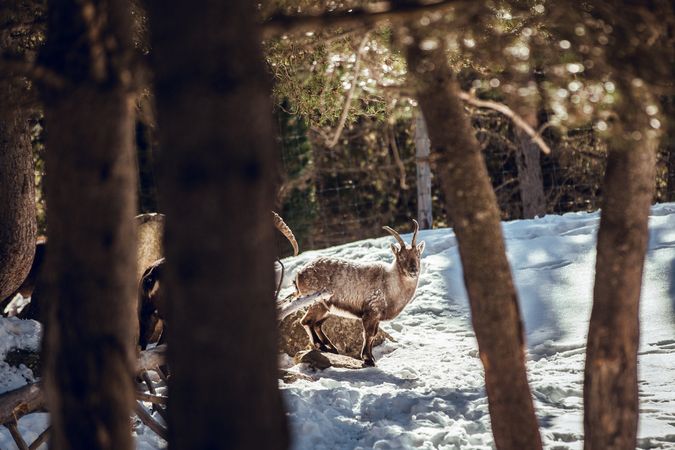 Wild goats pasturing near tree between snow