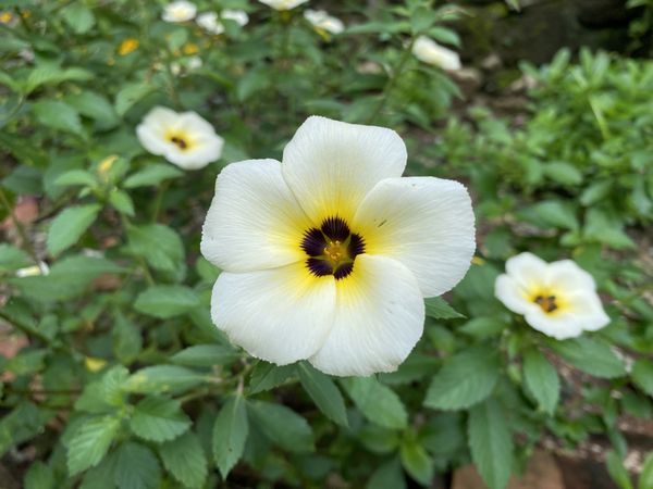 Beautiful Turneraceae flower in the garden