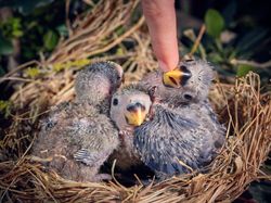 Crop person caressing beak of adorable lovebird chick