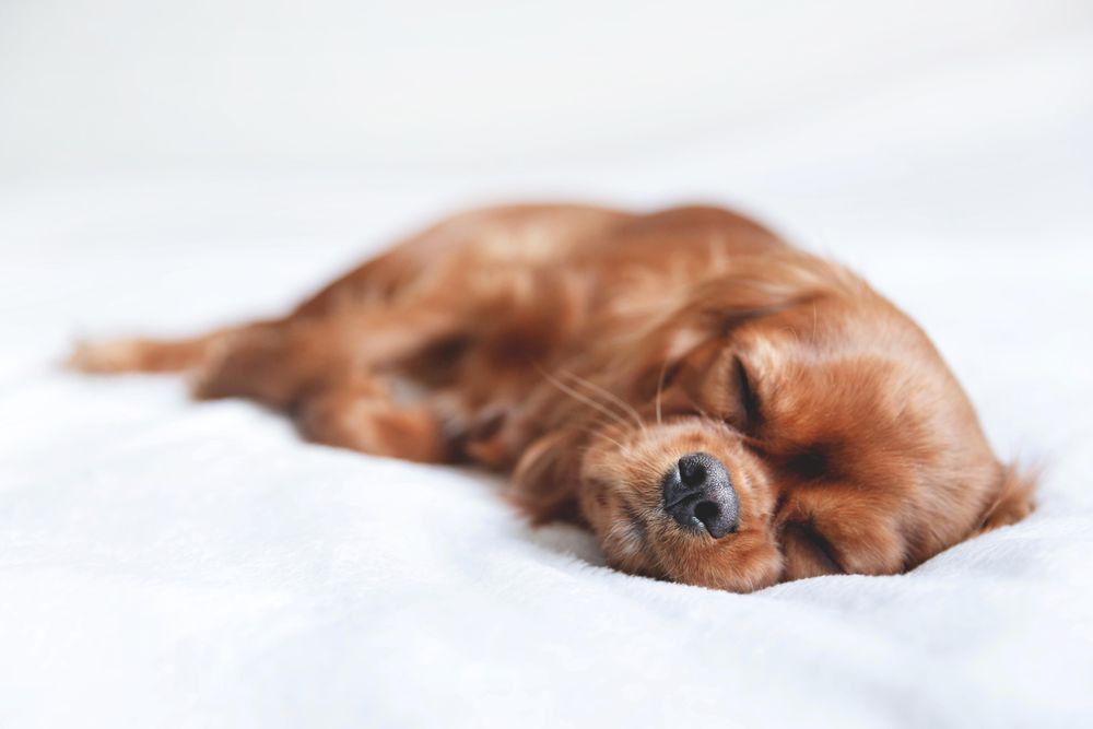 Cavalier spaniel resting on bed