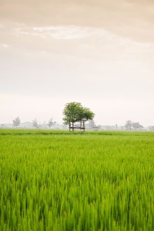 Tree at the end of a field of grass