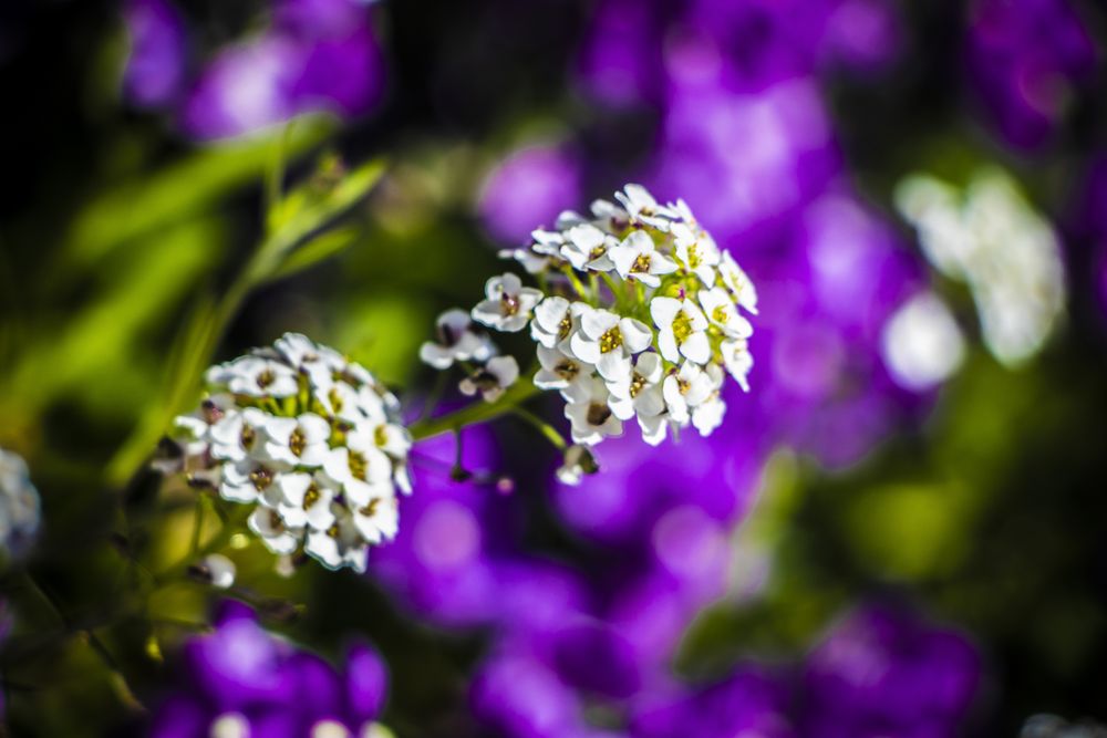 Delicate light flowers growing among purple background